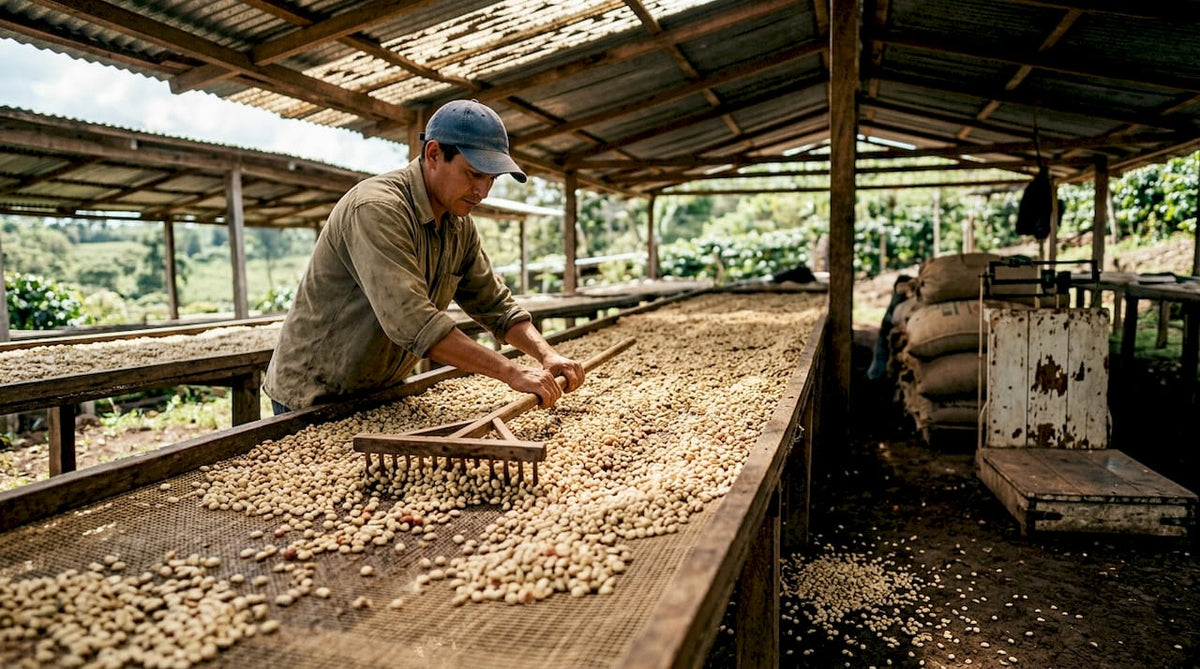 Worker raking honey process coffee beans on drying beds