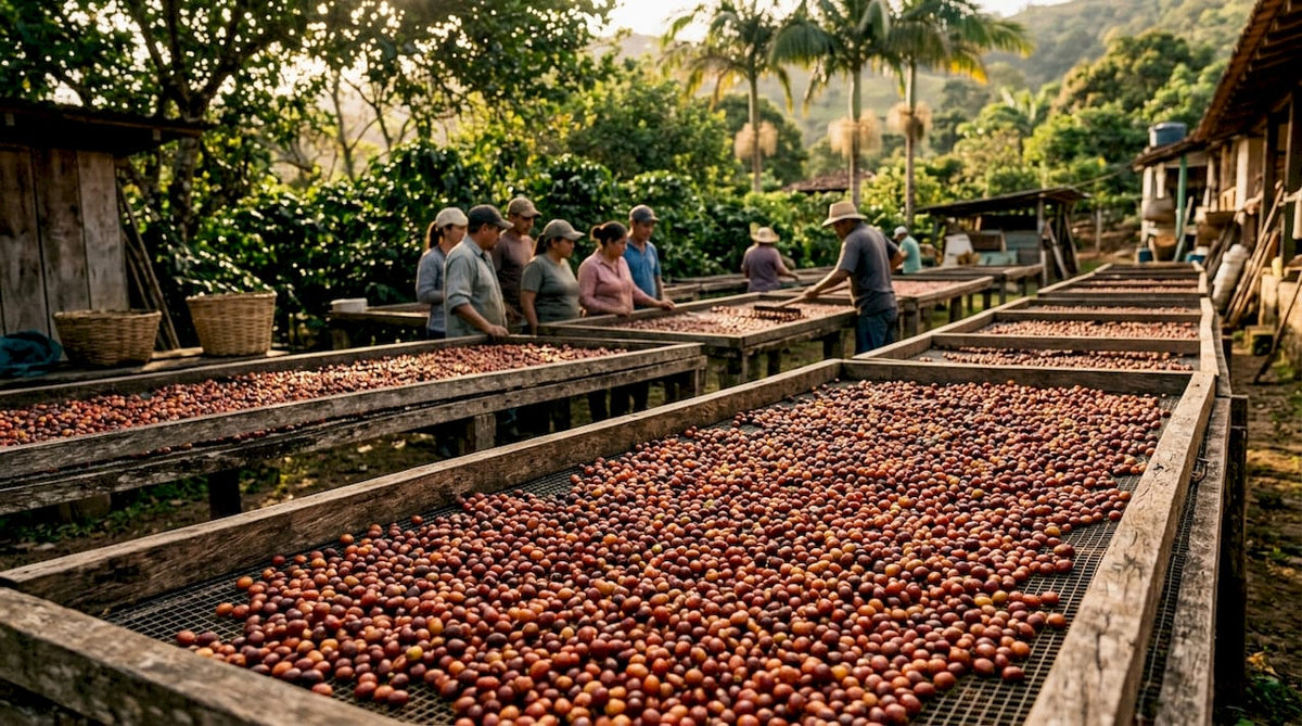 Coffee cherries drying slowly on wooden beds